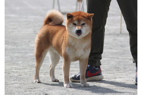 販売中の柴犬の親犬